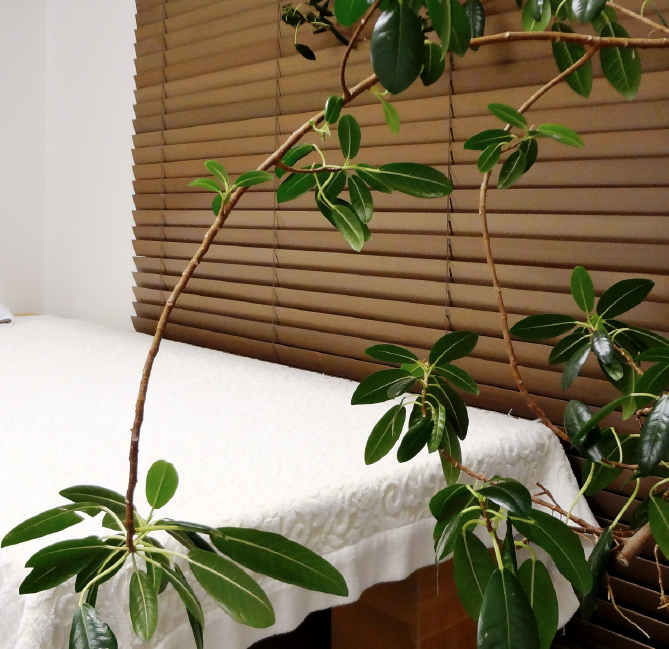 ヒーリング・ベッド